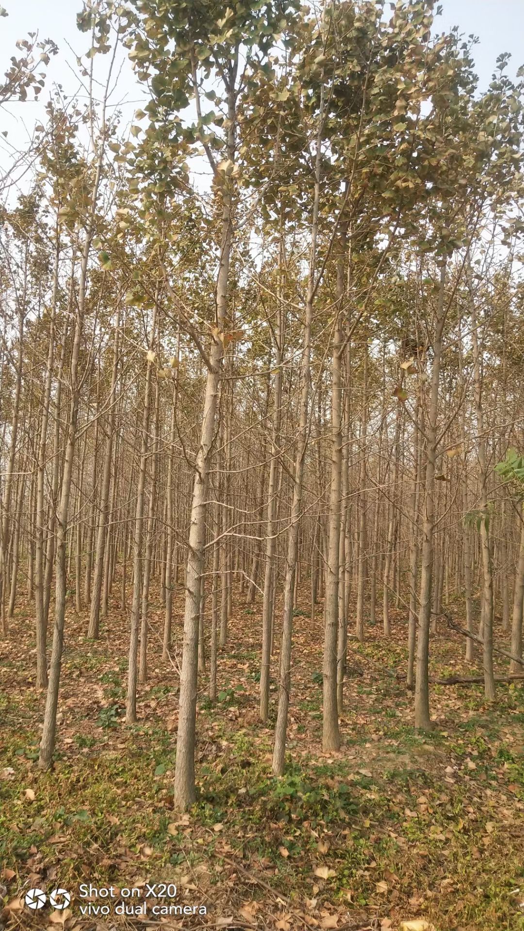 银杏树苗 银杏树