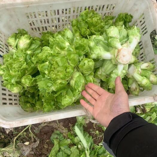 遵义儿菜 蔬菜批发
