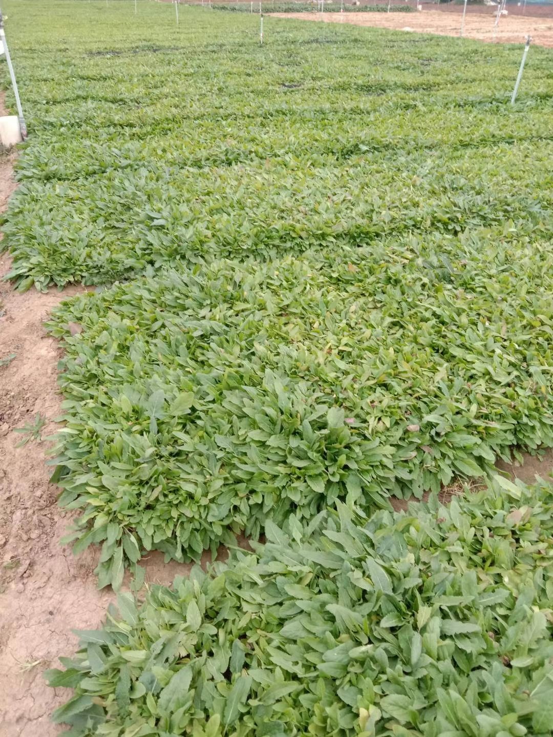 地被鼠尾草，宿根鼠尾草，多年生鼠尾草，地被鼠尾草，专种鼠尾草