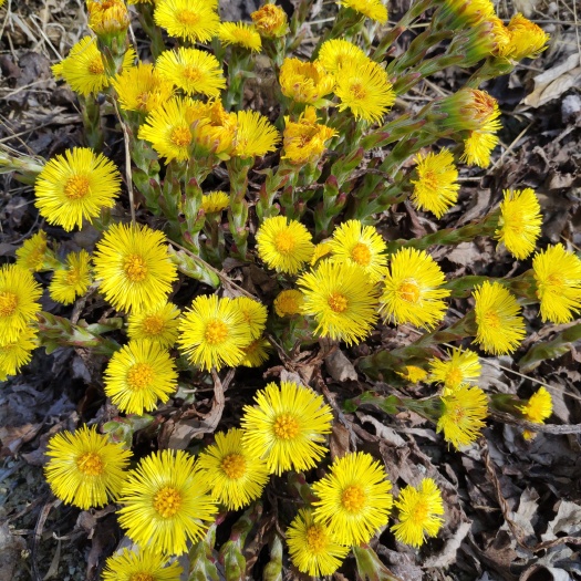 款冬花种根种苗哪里有卖？河南种植基地直销价格
