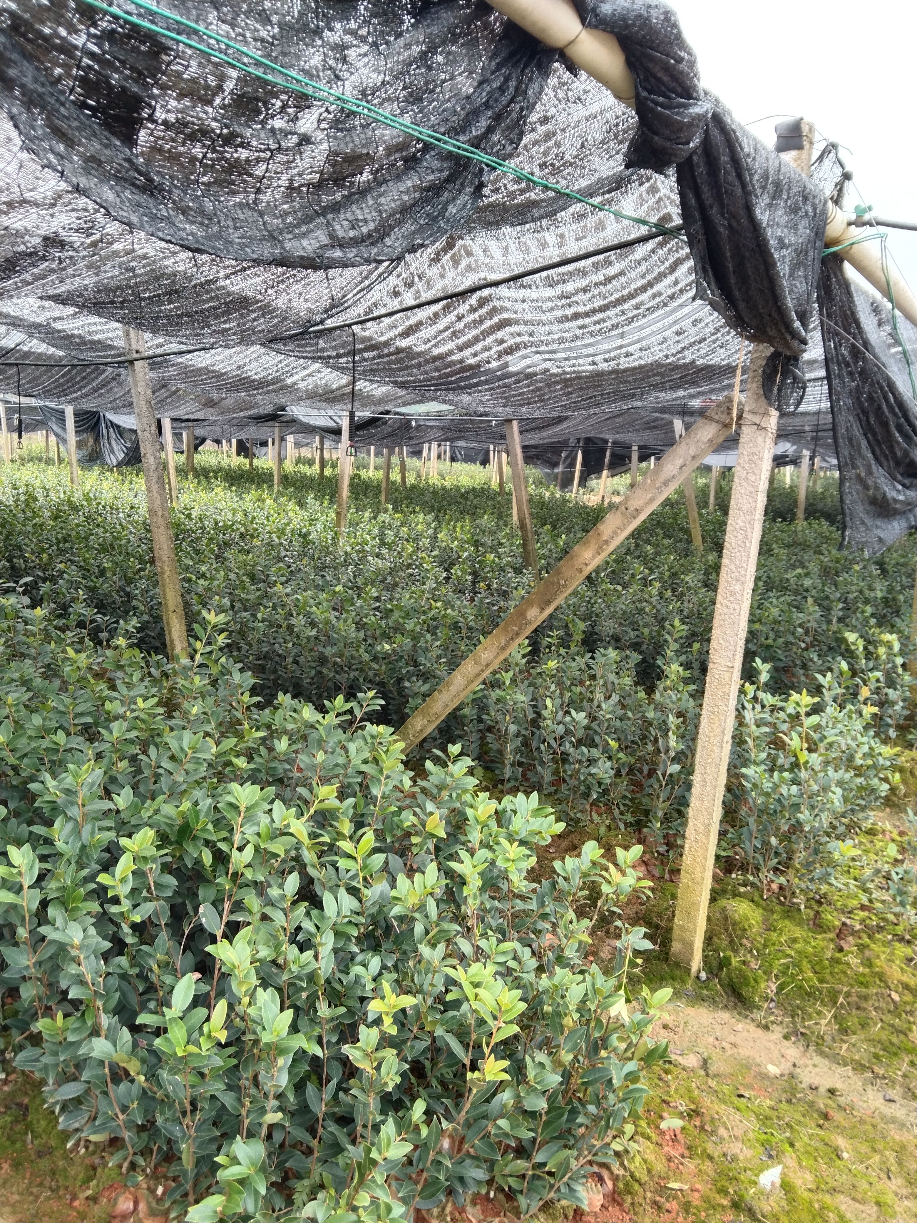 油茶树苗 油茶苗