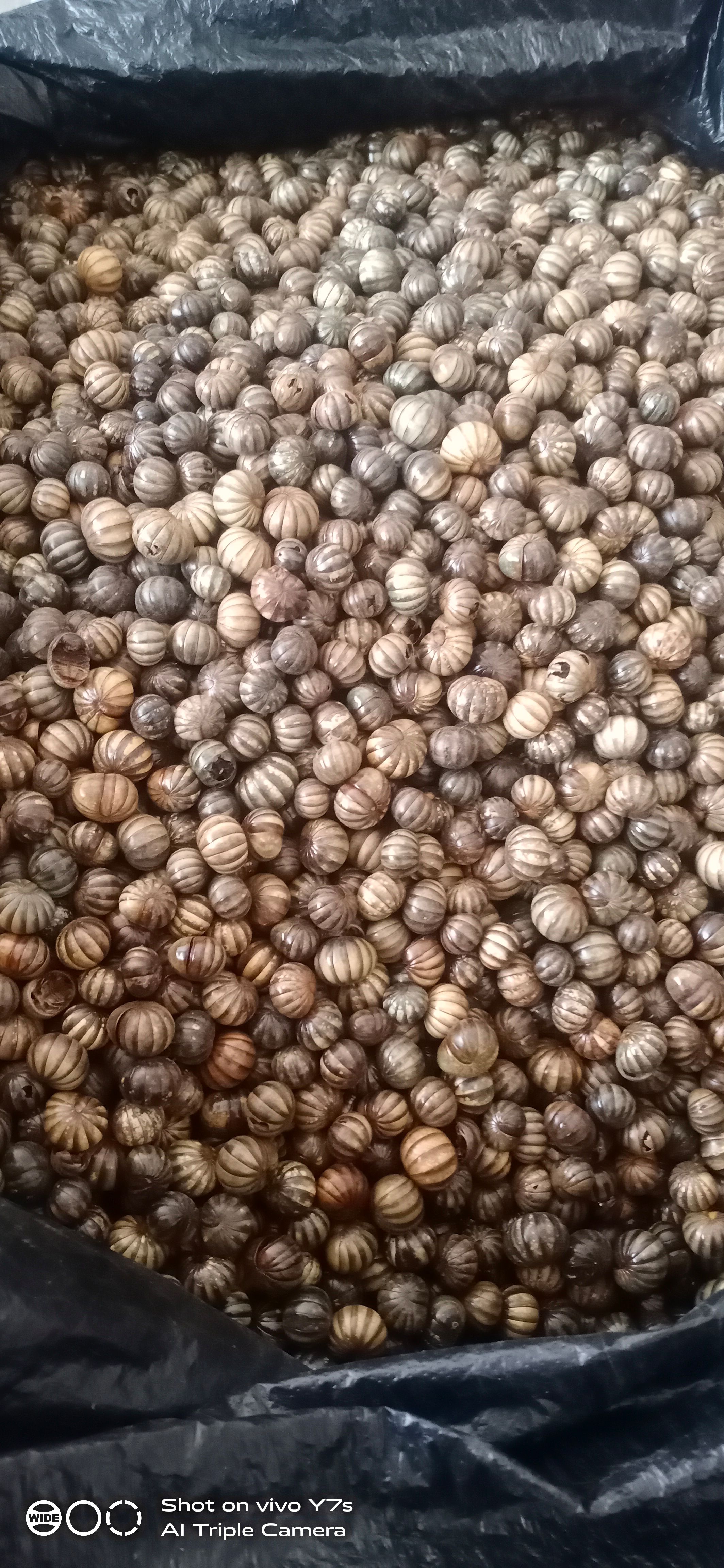 精品纯圆滚山虫滚山珠地罗汉赤焰金龟足干
