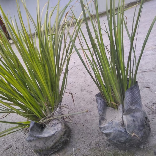 成都 便宜处理金叶菖蒲