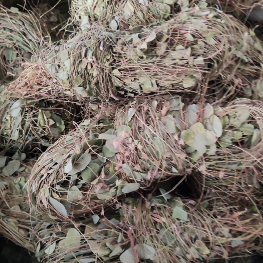 玉林 化石草~猪腰草~