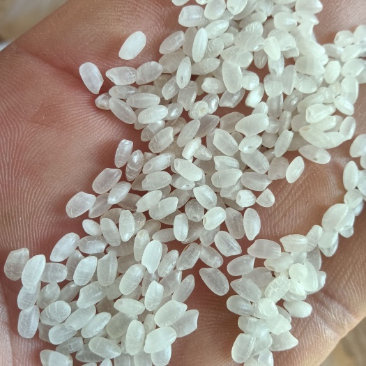 利津县粳稻谷 优质水稻