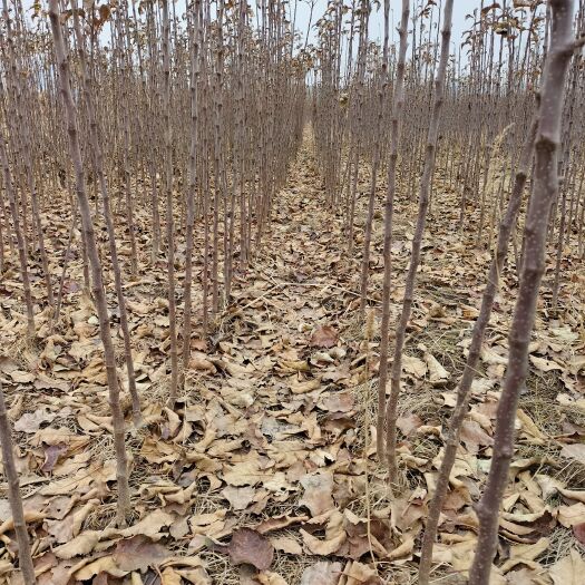 寒富苹果树苗  寒富苹果苗二年根一年杆