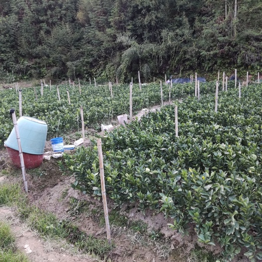 安远县赣南脐橙苗  自家种的脐橙苗，品种优良，量大优惠，有意的来