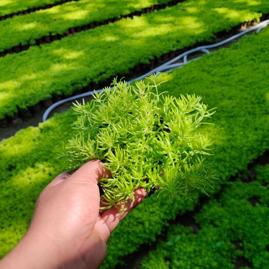 青州市佛甲草