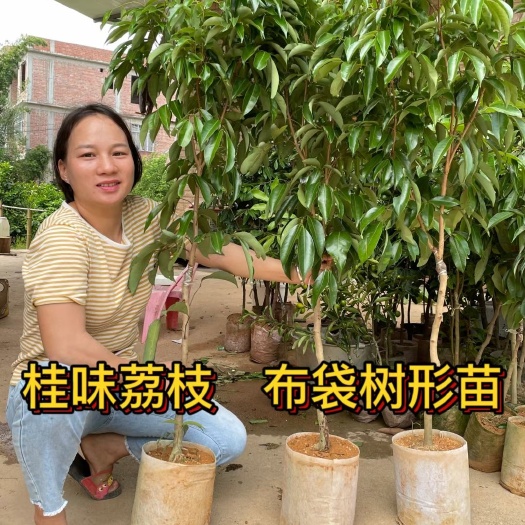 灵山县桂味荔枝苗 带绿荔枝果苗 带杯土发 当年结果