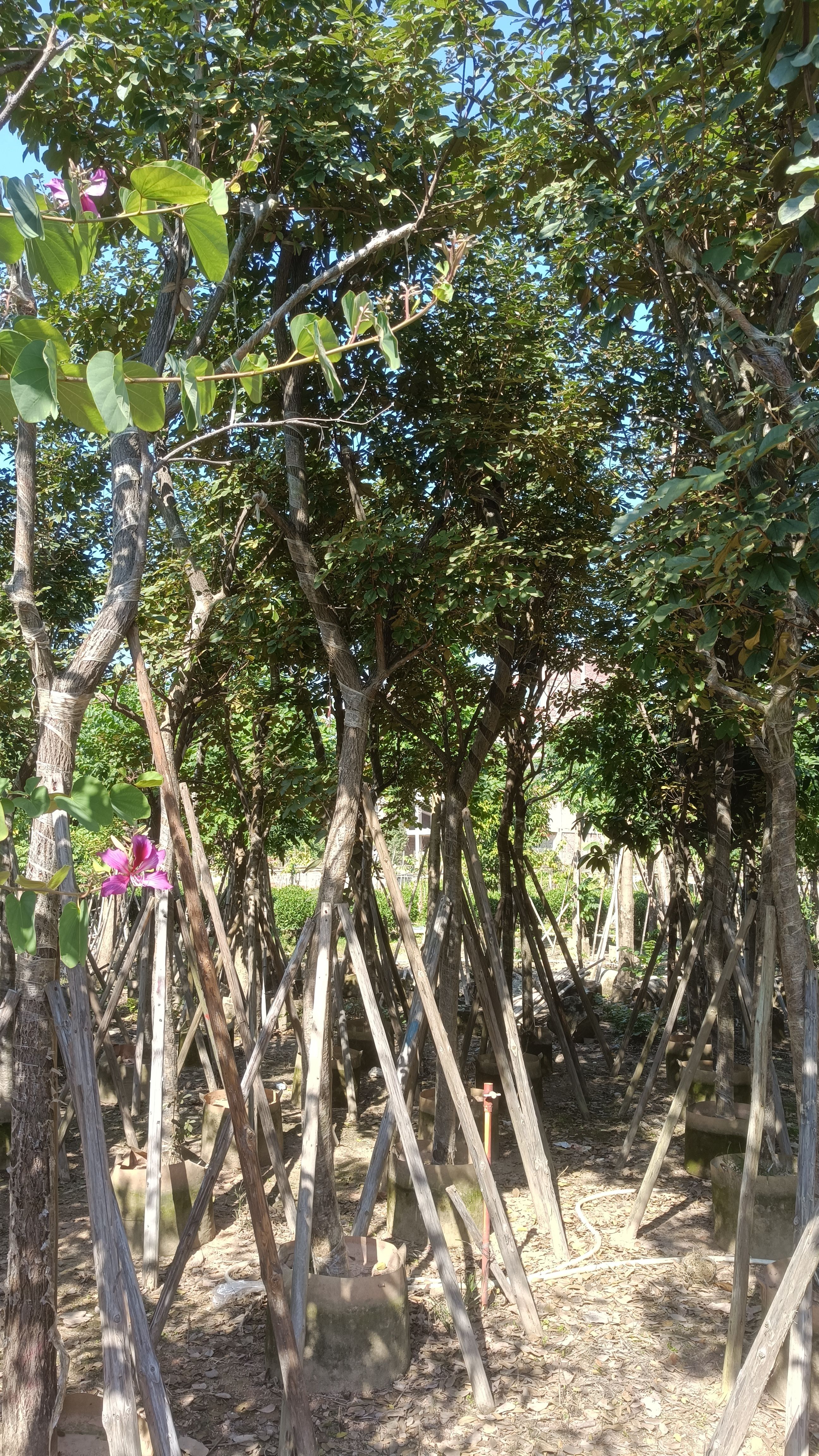 多花黄花风铃木