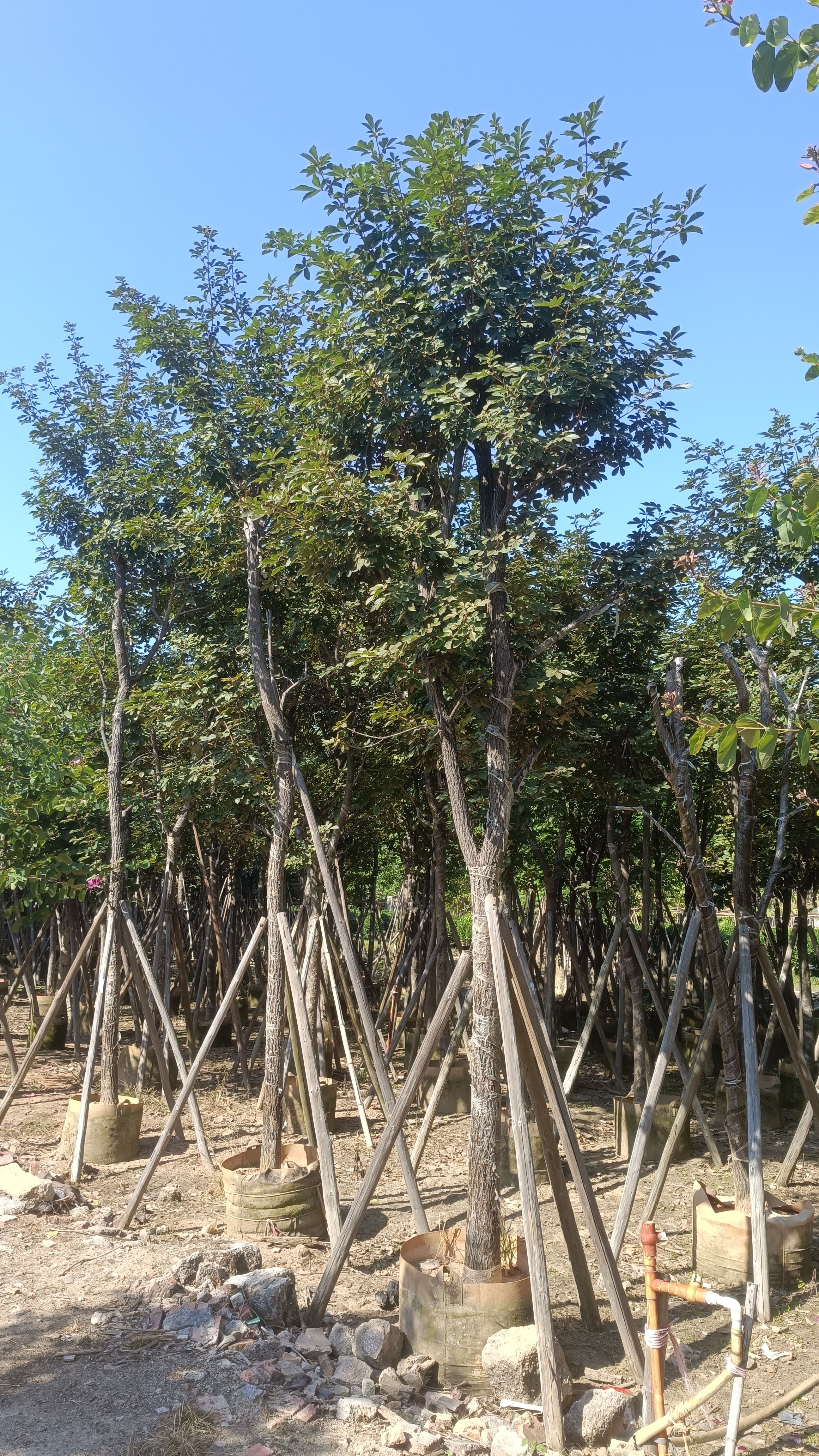 多花黄花风铃木