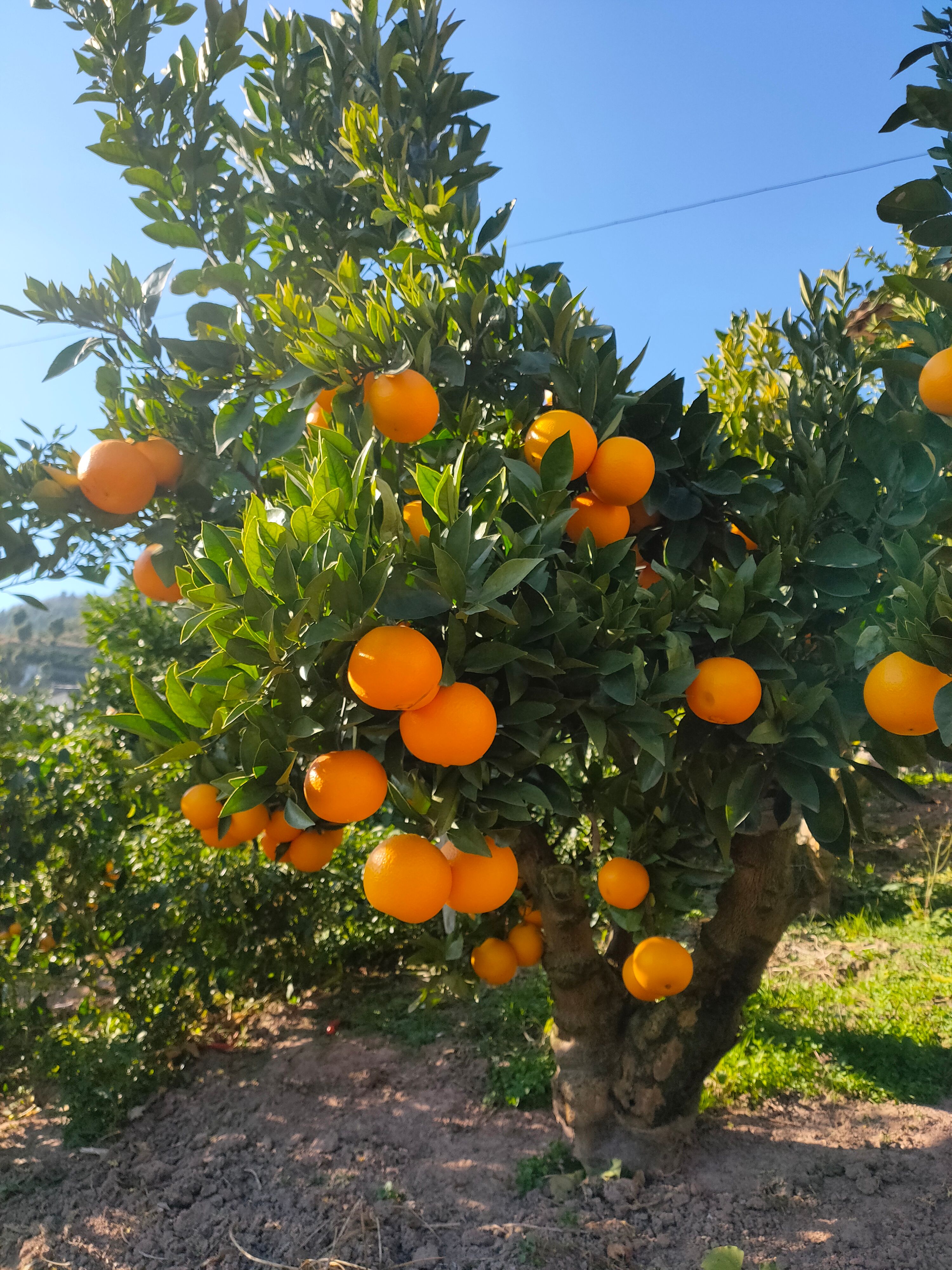 九月红脐橙 秭归九月红  毛重10斤 净果9斤箱装