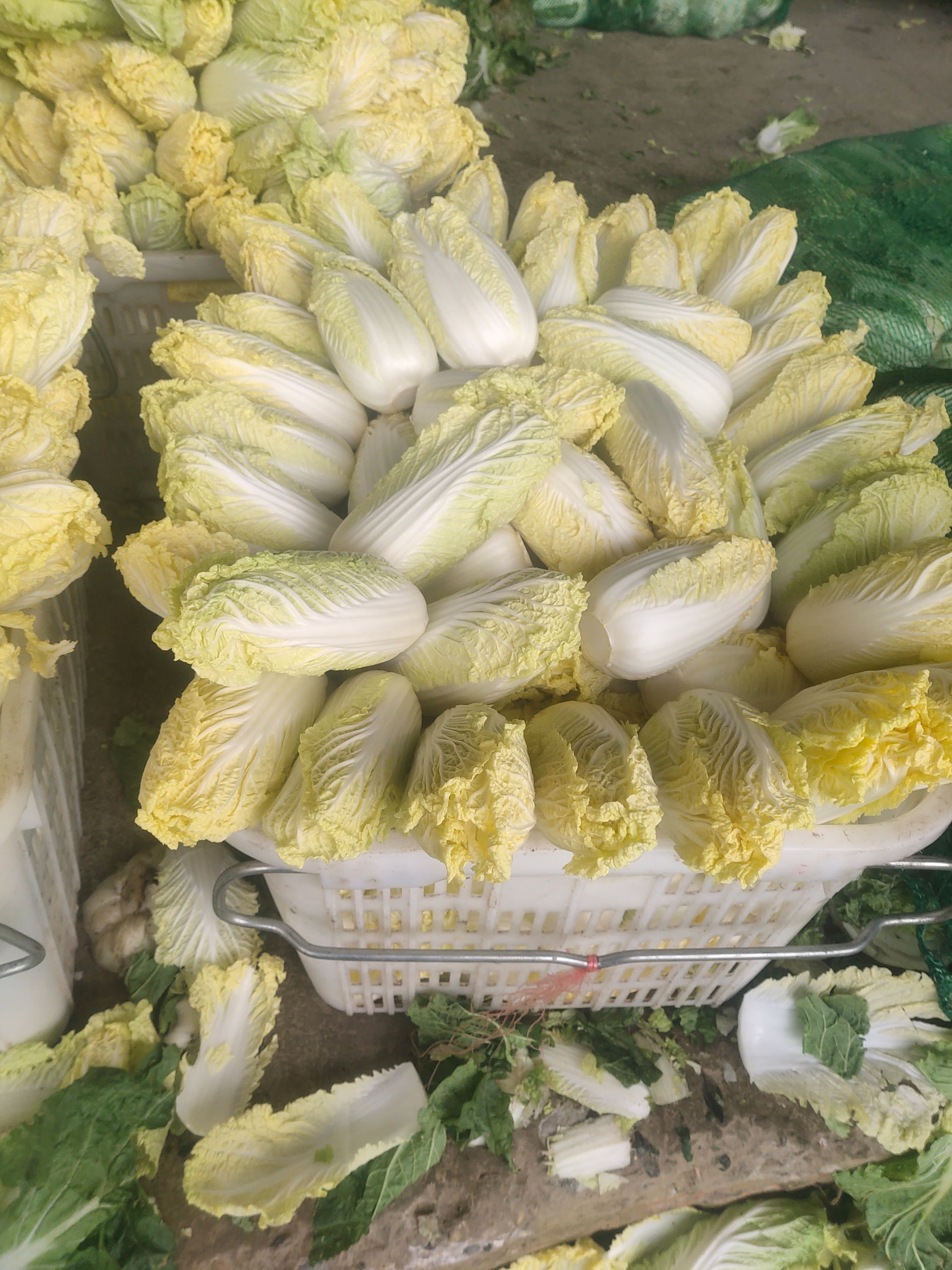 湖北黄心娃娃菜 大娃娃菜、小娃娃菜，提供大型冷库