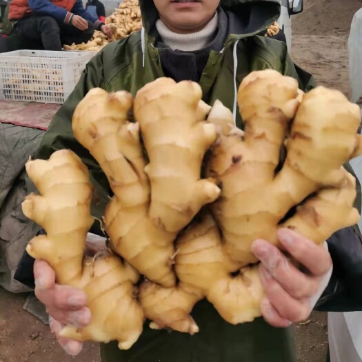 行唐县新姜大黄姜   批发零售洗姜优质大黄姜 坏果包赔！一手货源