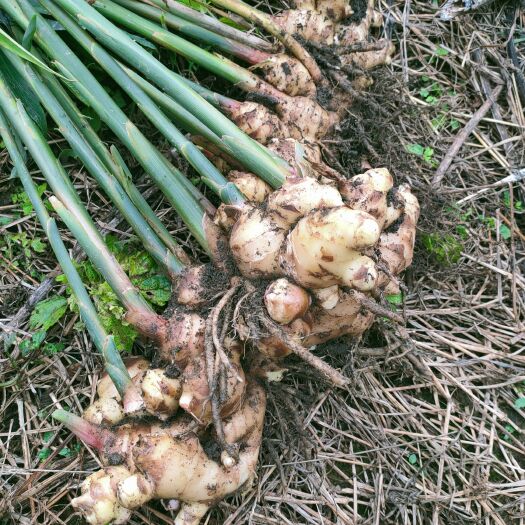 田林县 大量出售现挖带土生姜，有需要联系