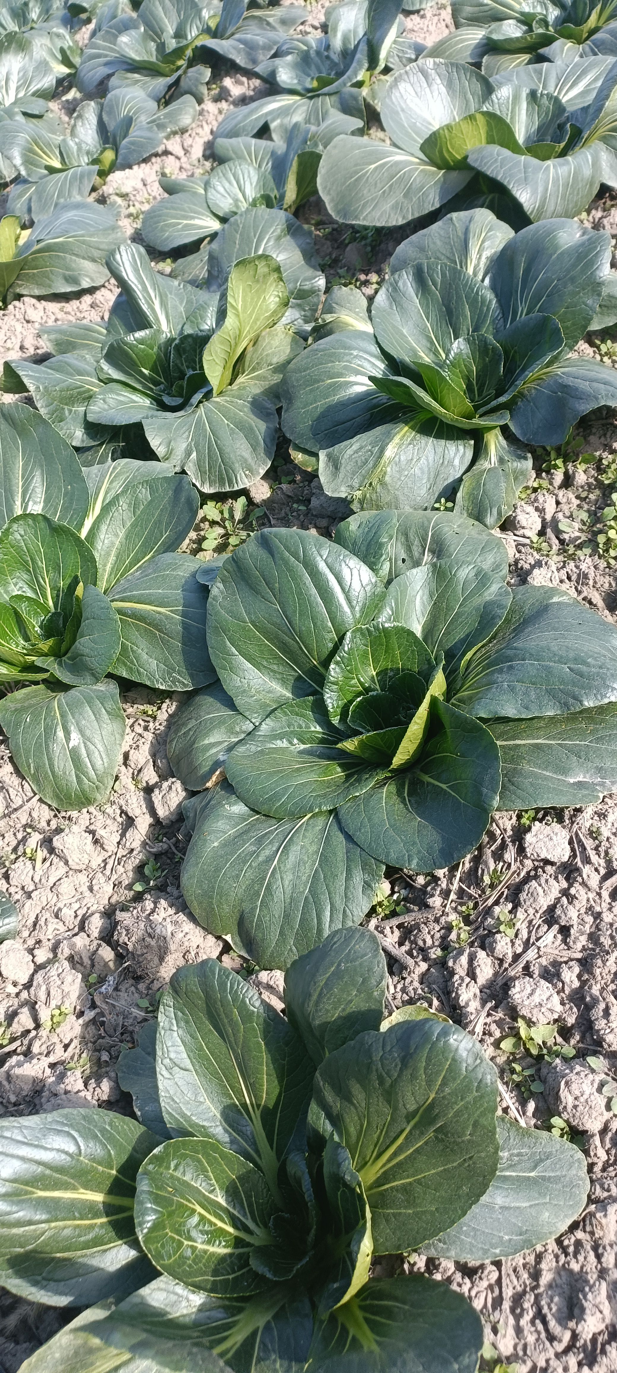乌塌菜 如皋长寿之乡地标菜，黑塌菜