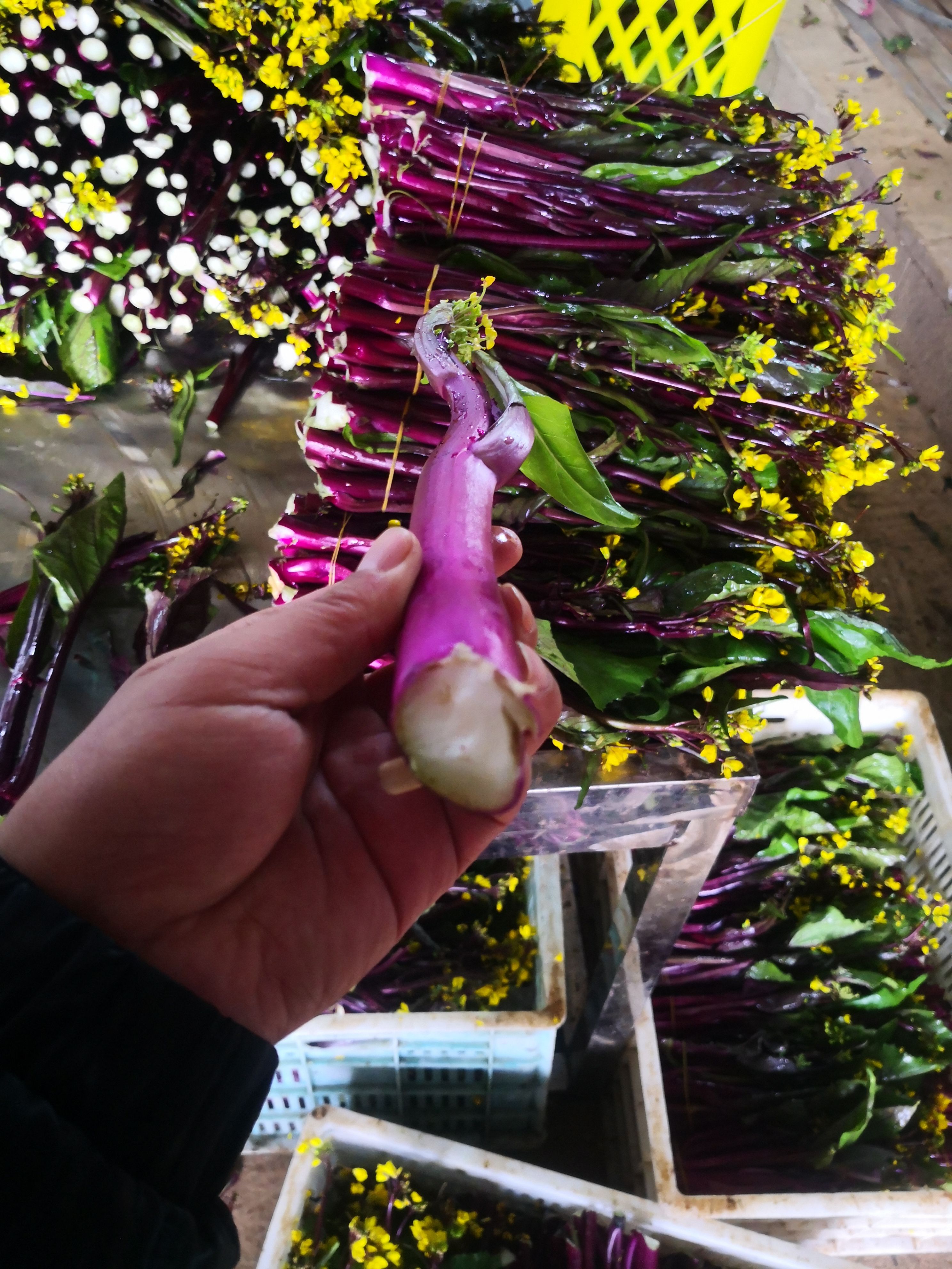  红菜苔