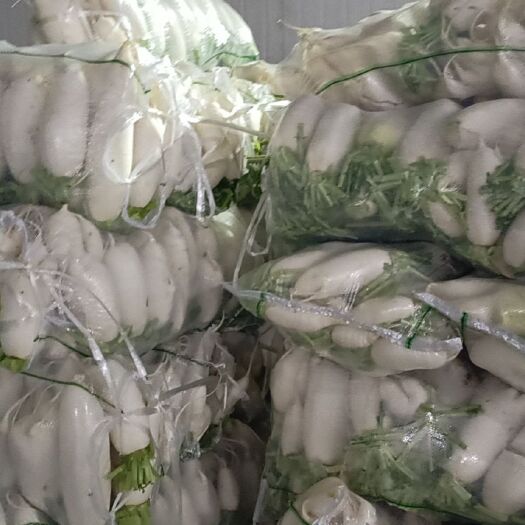 沙洋县白萝卜 次品