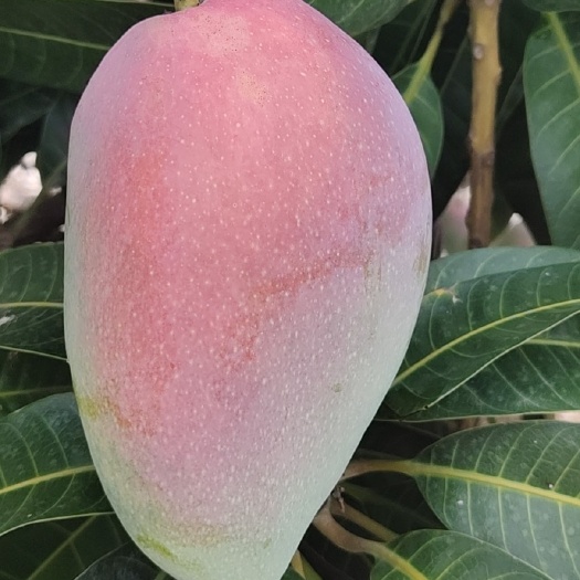 海南三亚台芽芒果