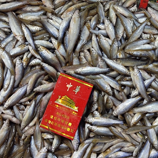 乾安县吉林产地麦穗鱼货源 鲜活速冻麦穗鱼直销 大中小麦穗鱼批发