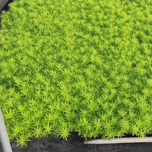 嘉善县 方盘佛甲草