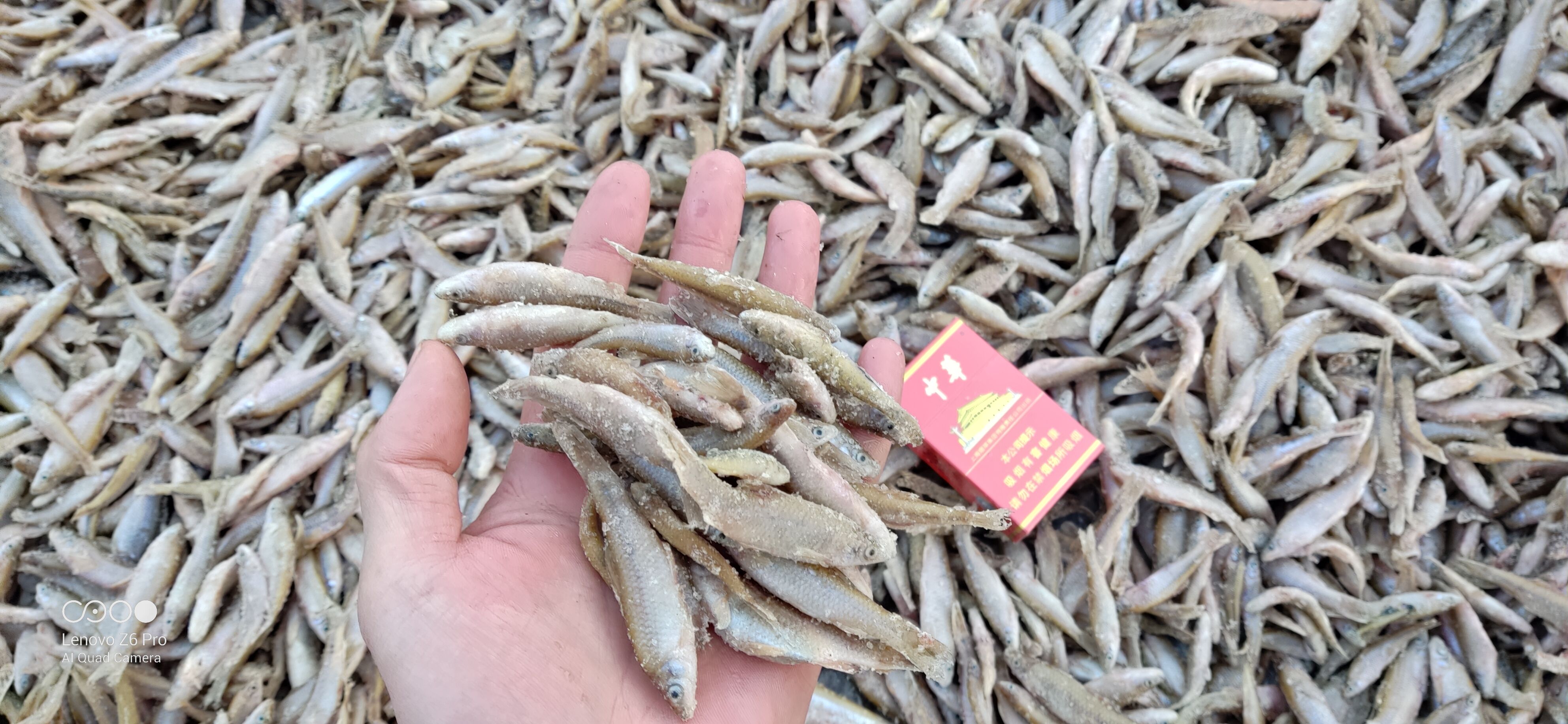 吉林散冻麦穗鱼厂家 大中小单冻麦穗鱼批发 鲜活速冻麦穗鱼供应