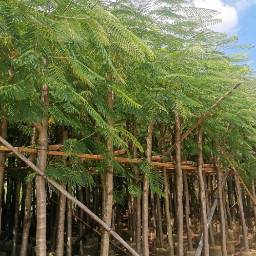 揭阳凤凰木8-9公分