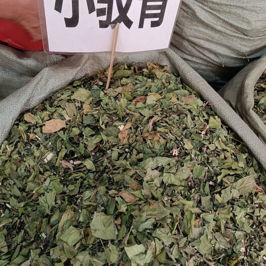 小驳骨别名接骨草 优质大驳骨量大从优干货