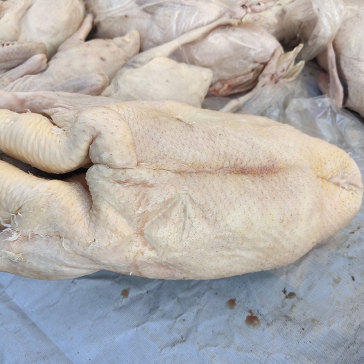 霍邱县肉鹅 4-6斤 鹅副产品 公鹅 全散养