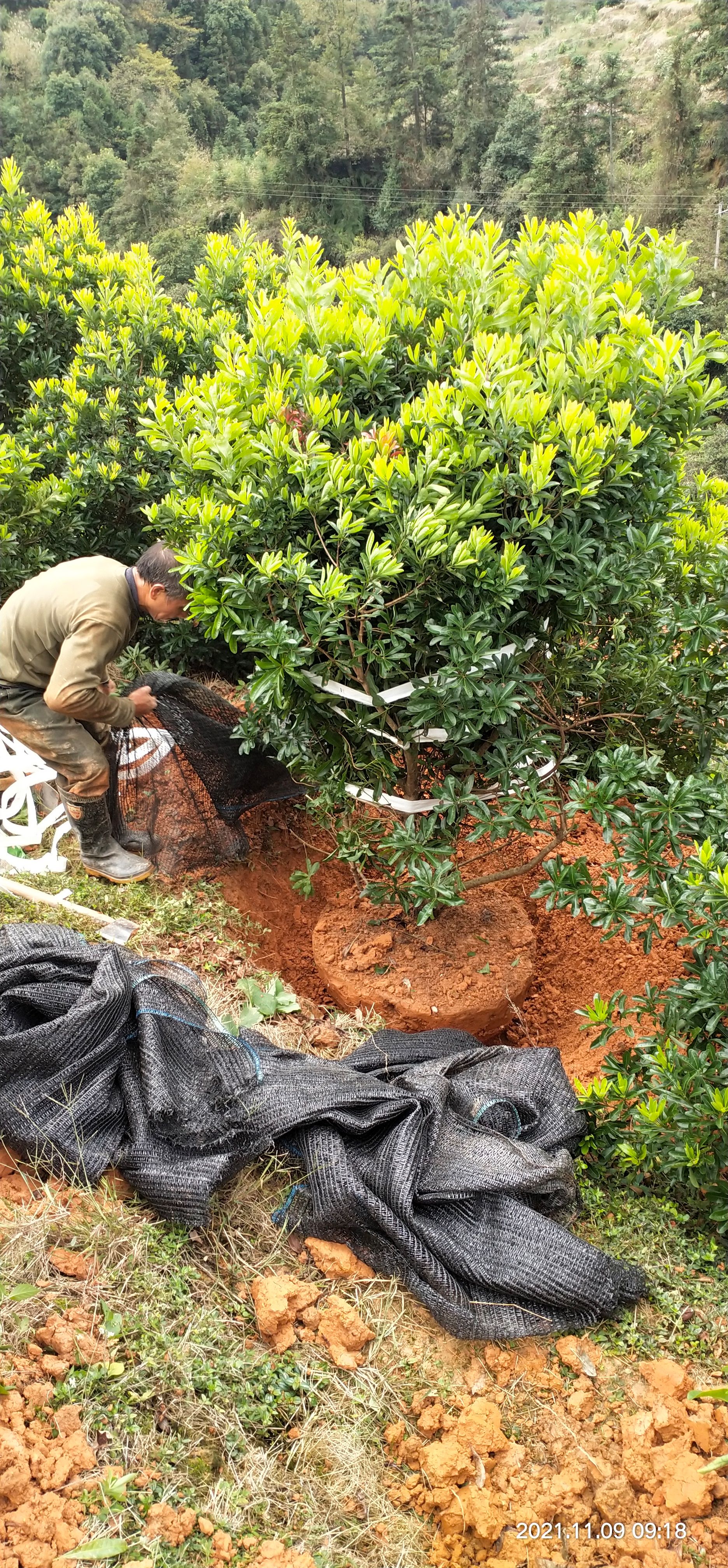 大黑炭杨梅树苗 