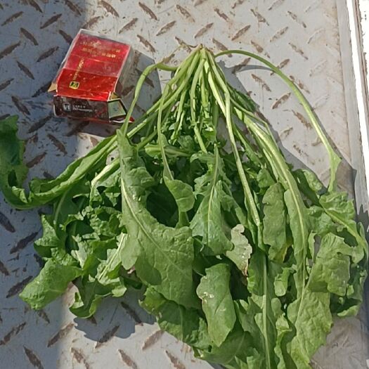济南荠菜 速冻芥菜