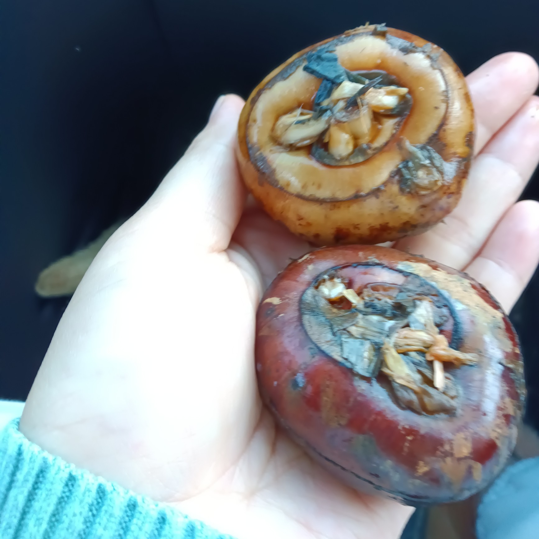  马蹄继续发货咯，祝老板大卖