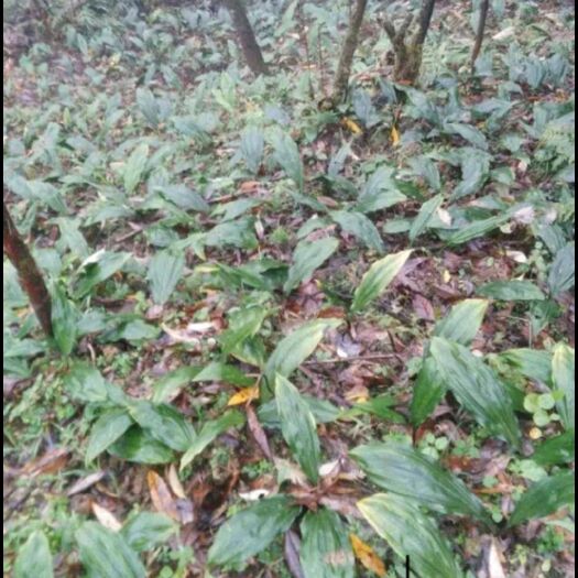 来凤县山慈菇 山慈姑，纯，冰球子