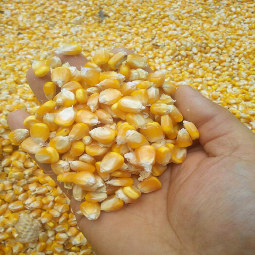 克东县黄玉米粒  玉米二级干玉米，
这个价格不包邮
1千吨起
