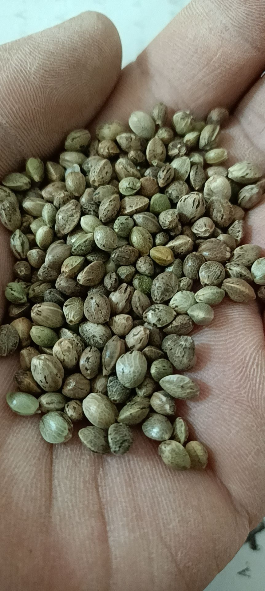 火麻籽 火麻仁  优选麻子  新火麻子，中颗粒，中药材，榨油