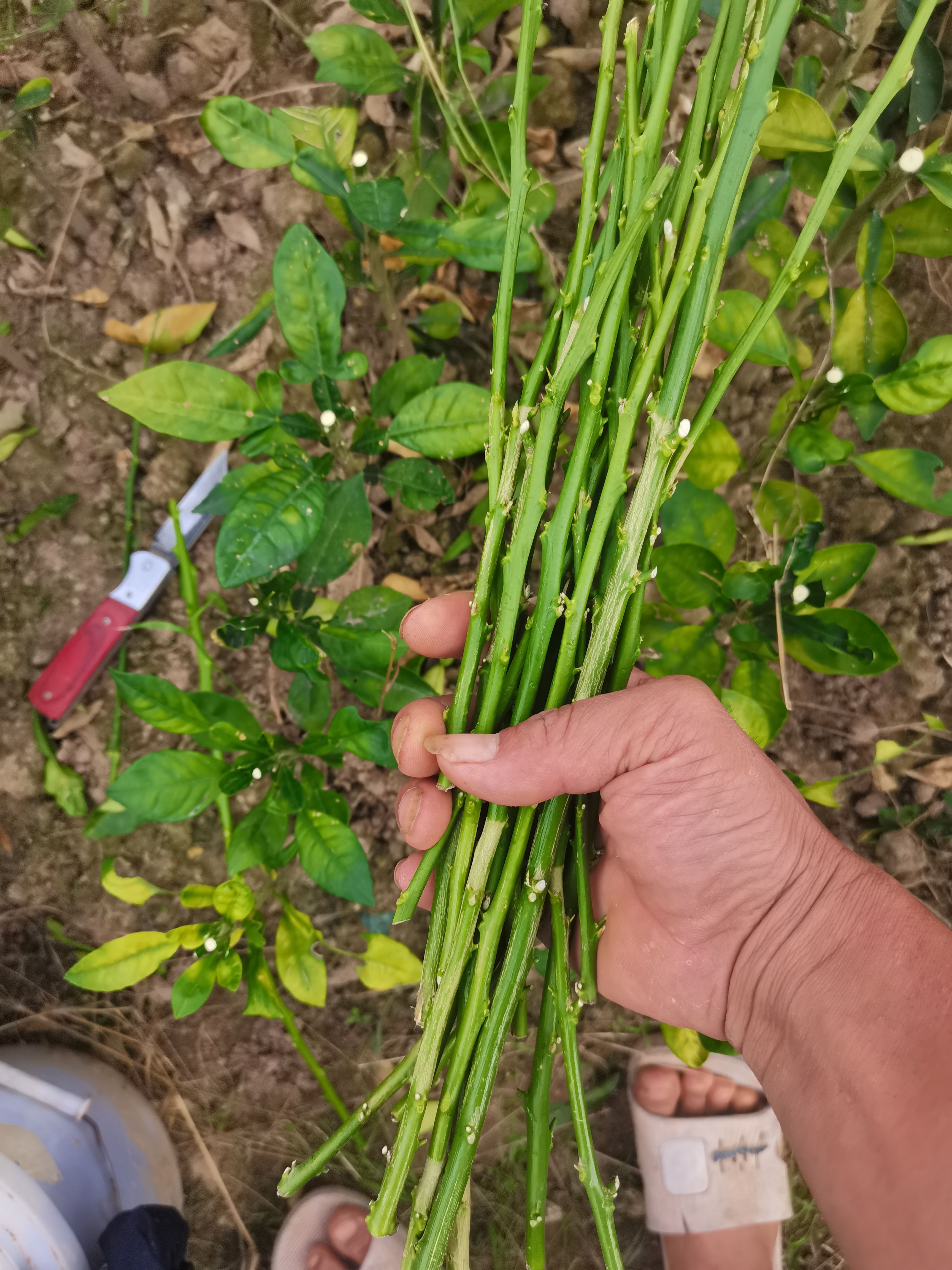 广东香水柠檬苗  品种纯证 一手货源