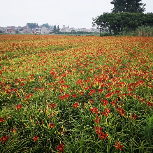 丹阳市大花萱草