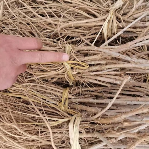 白山刺老芽苗 大量批发刺嫩芽苗。需要的联系。