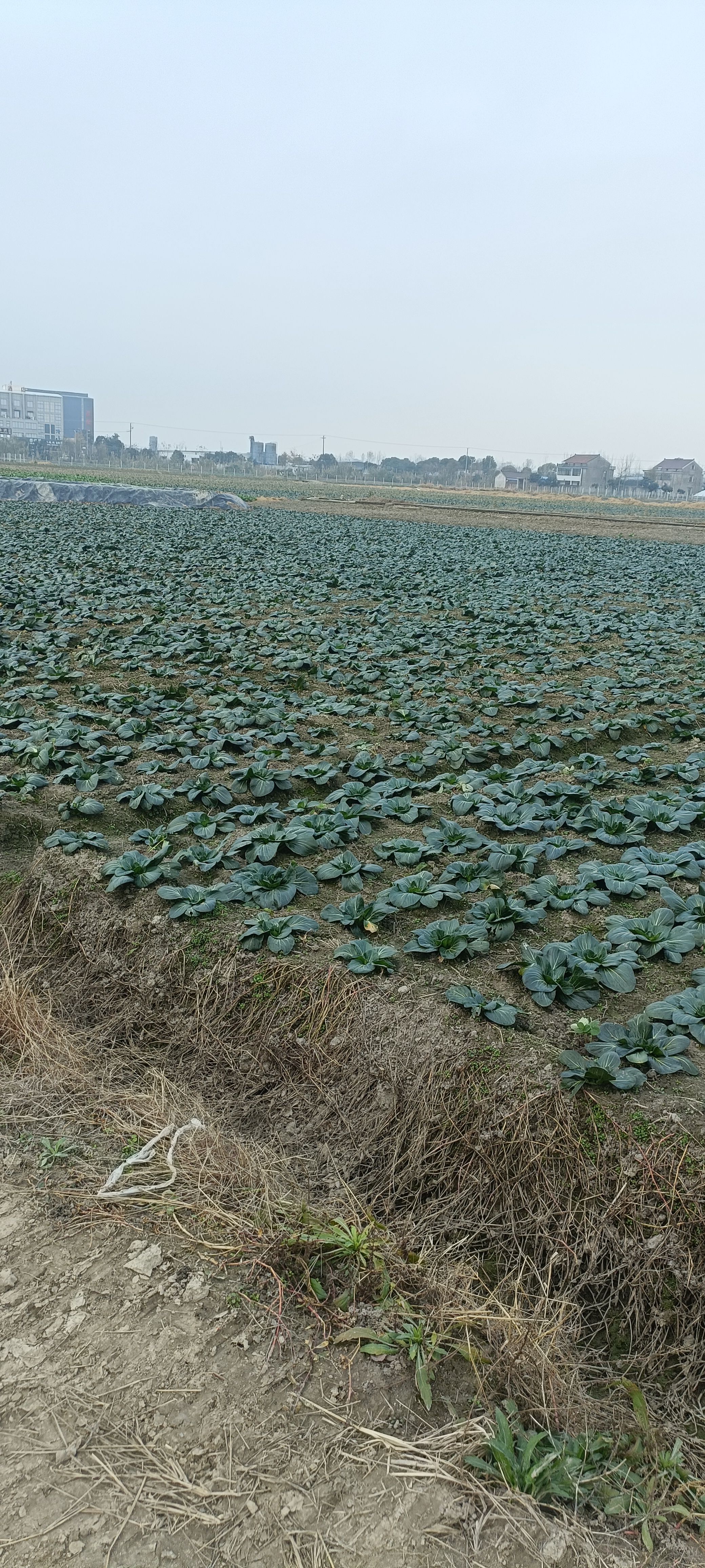 乌塌菜 如皋长寿之乡地标菜，黑塌菜