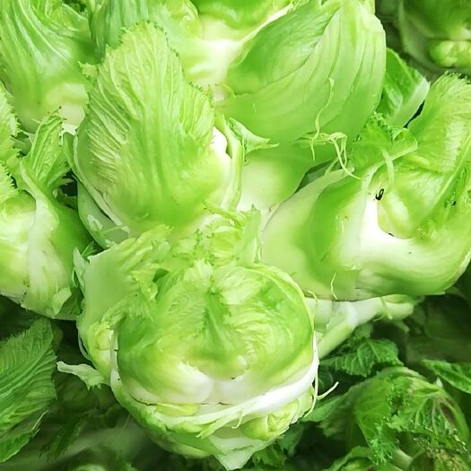 眉山精品四川儿菜