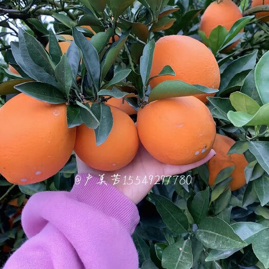 秭归县九月红脐橙 湖北九月红，果冻橙，大量供货中，果面干净，口感甜。