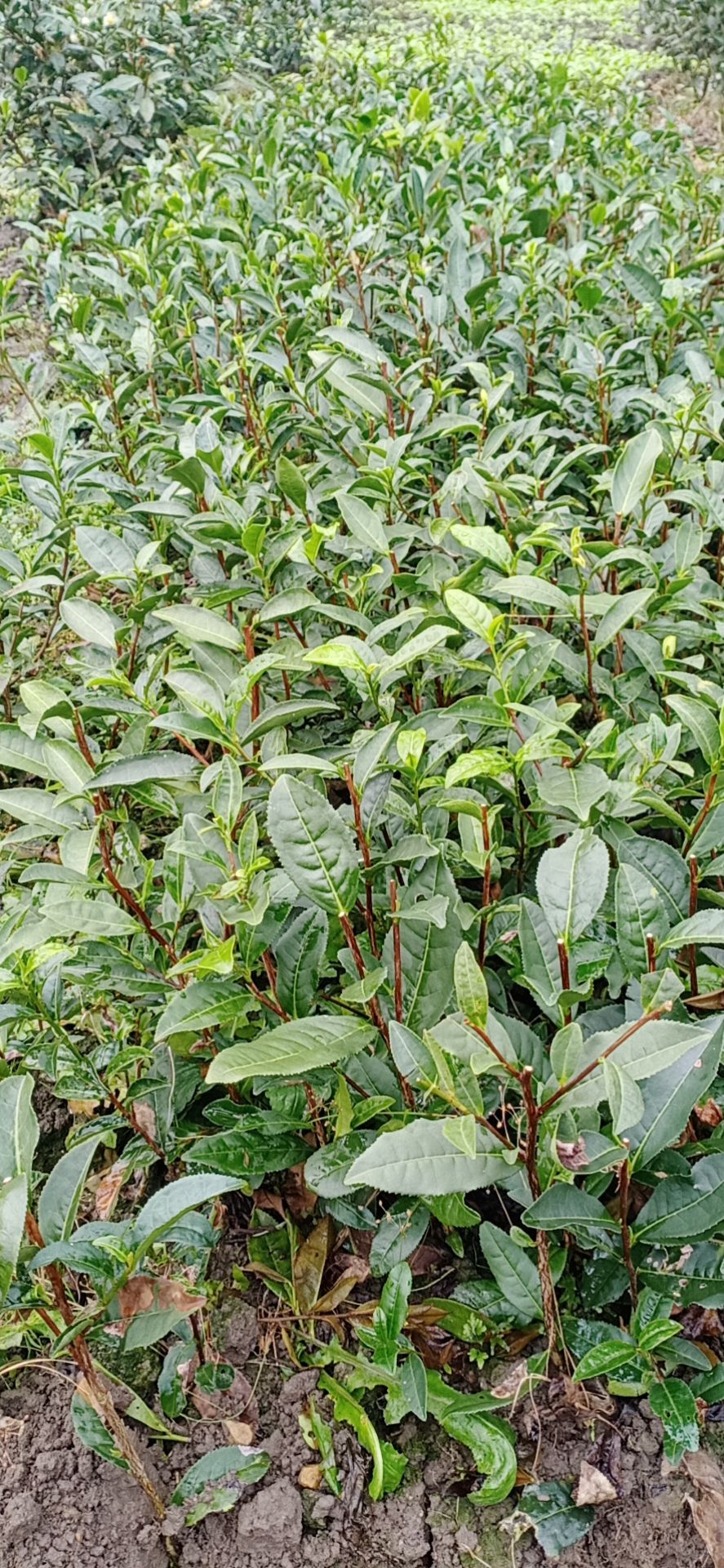 茶花  茶苗，都匀毛尖老树茶青茶茶苗