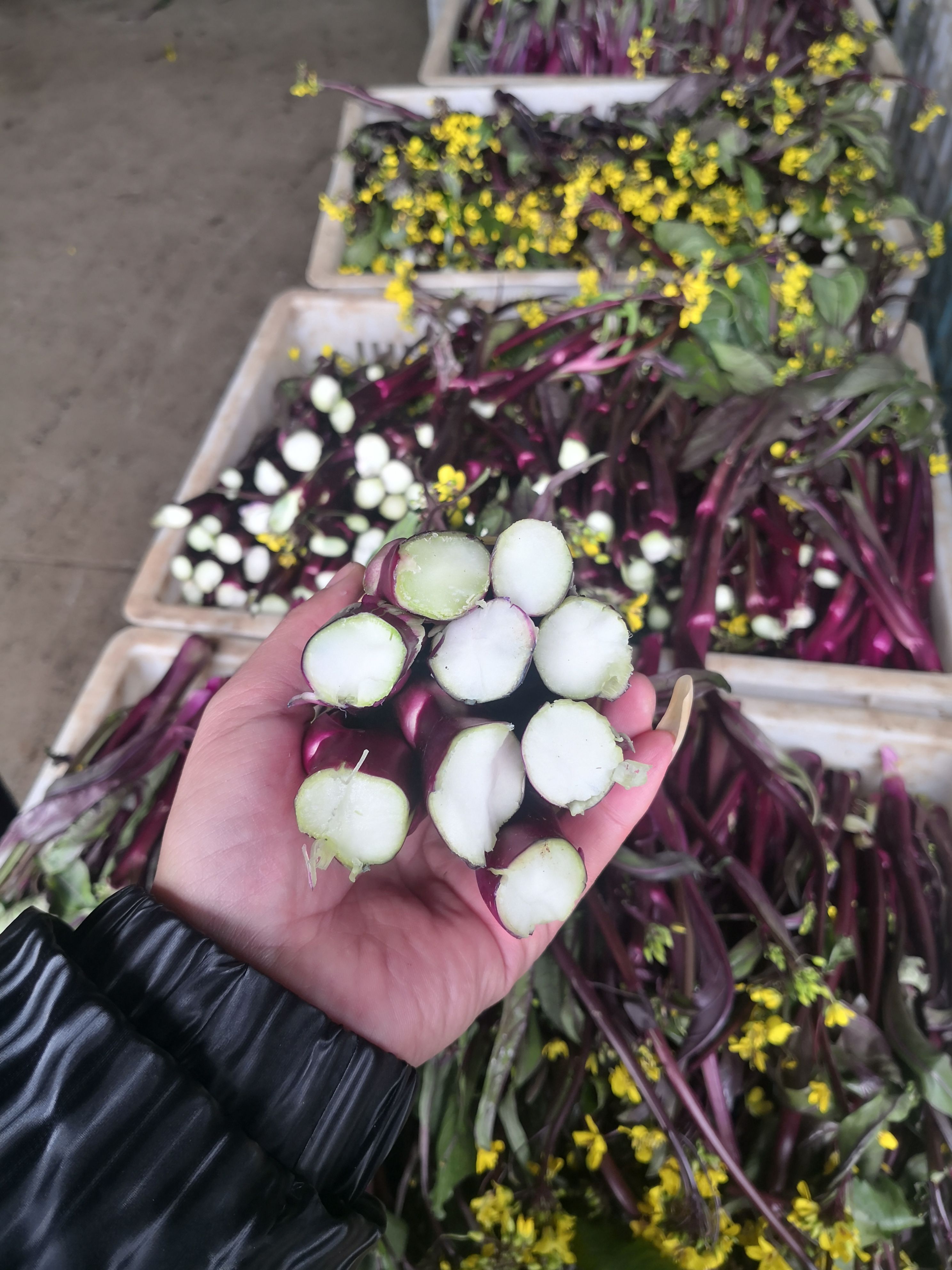  红菜苔