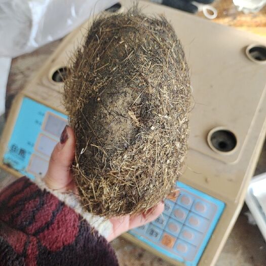 巴林左旗 猪宝