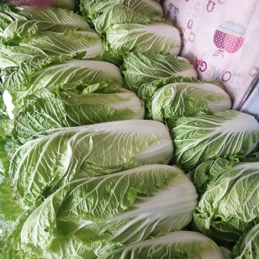 青杂三号白菜 绿色无公害优质精品大白菜基地长期大量供应