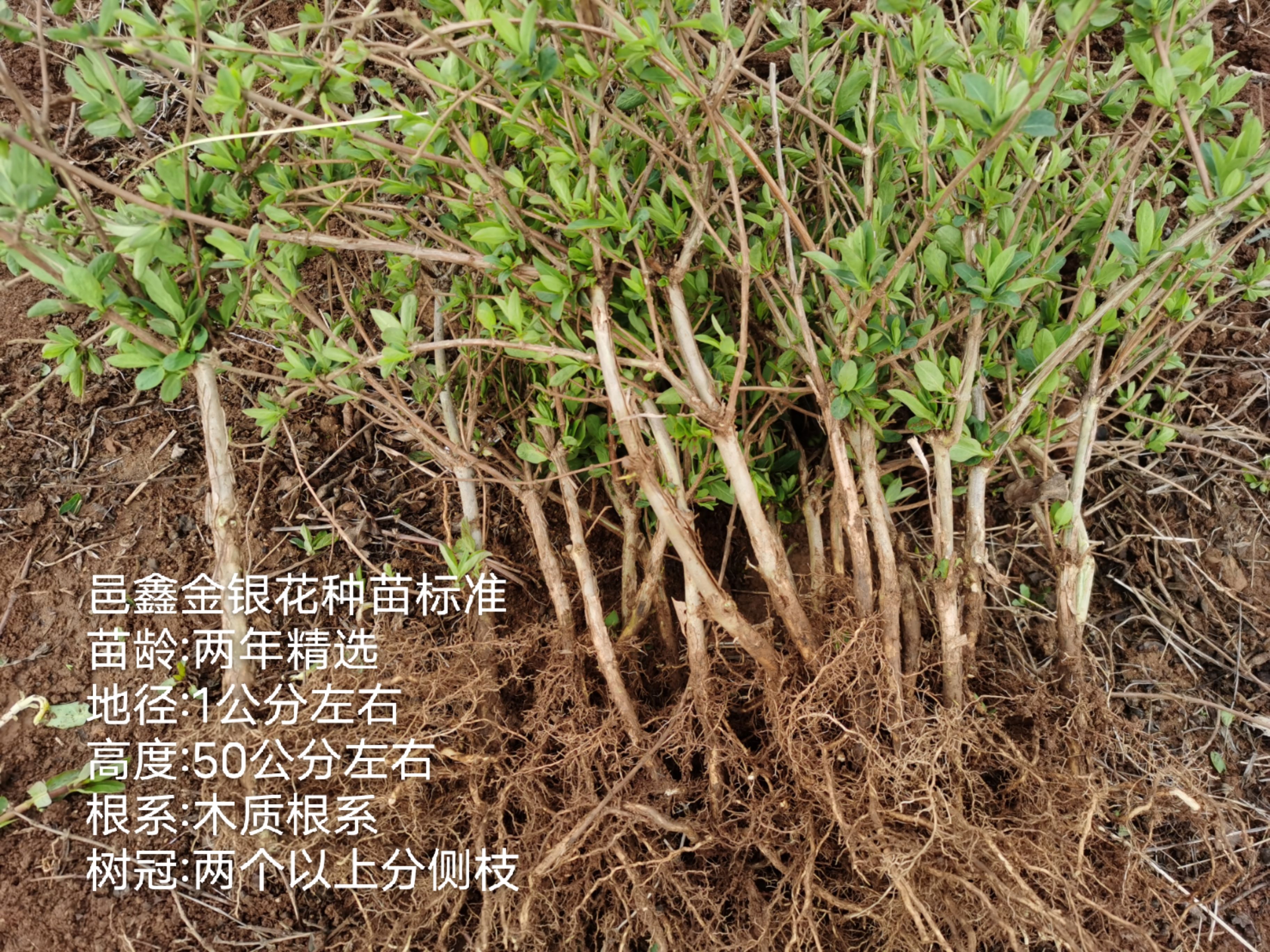 金花三号金银花苗 四季金银花树苗 树形金银花