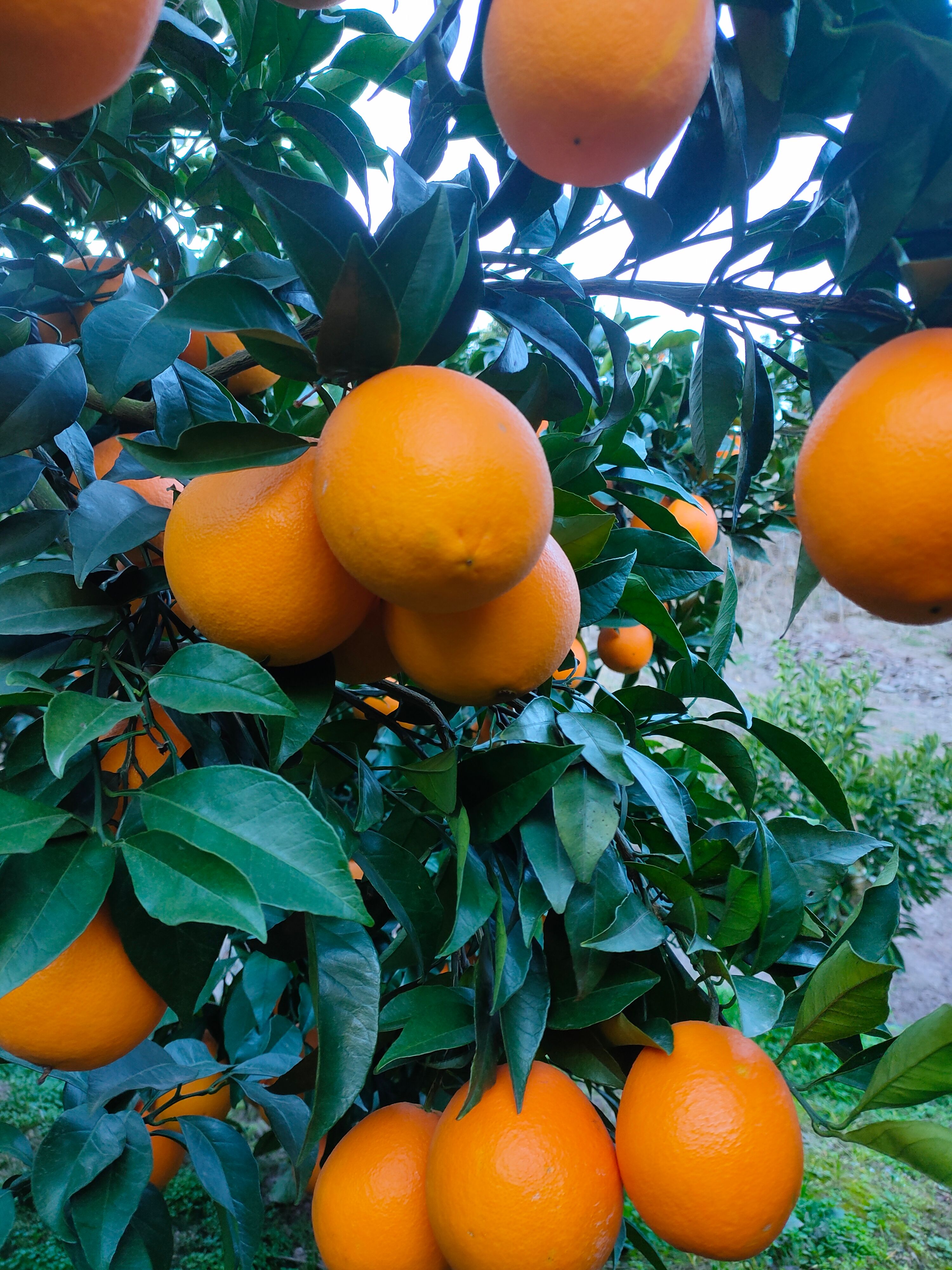 长虹脐橙 秭归长虹