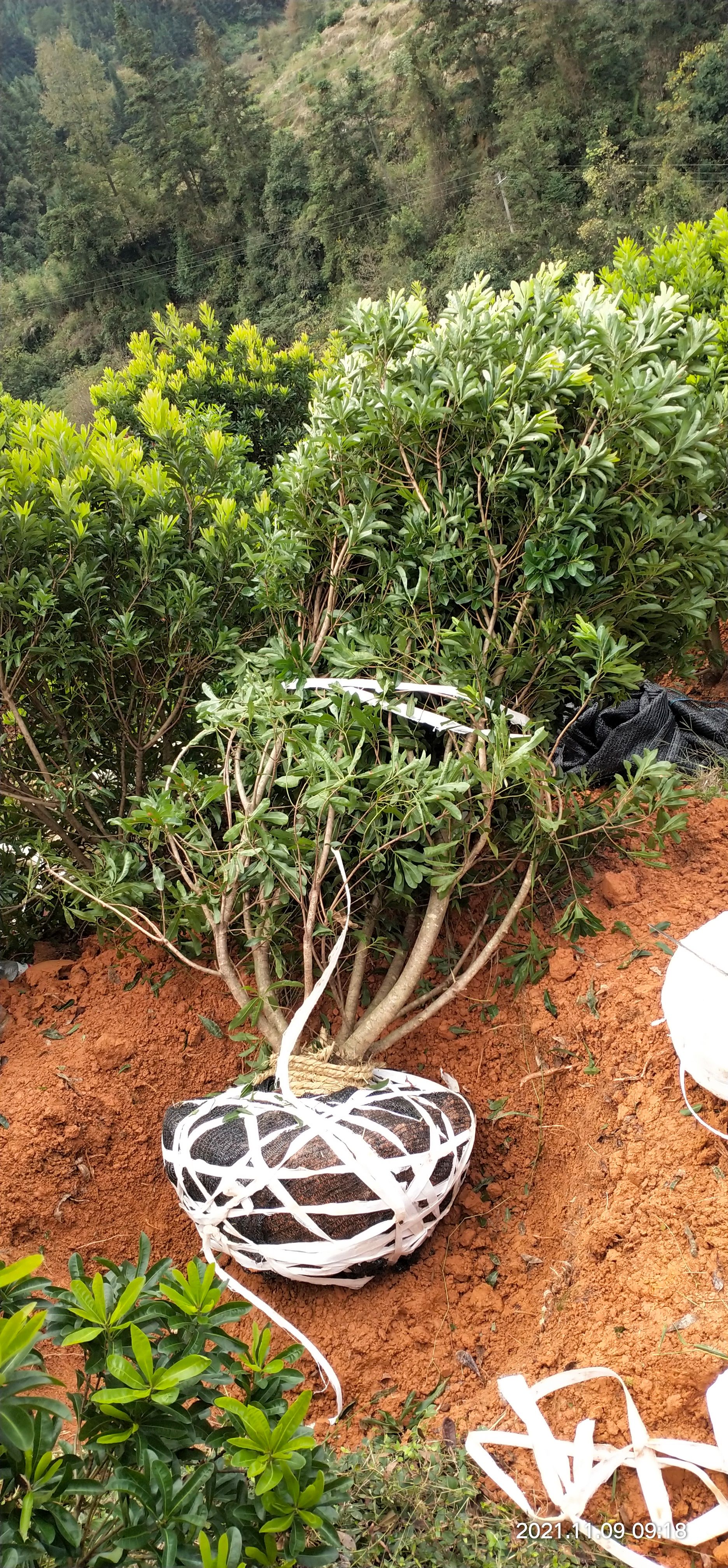 大黑炭杨梅树苗 