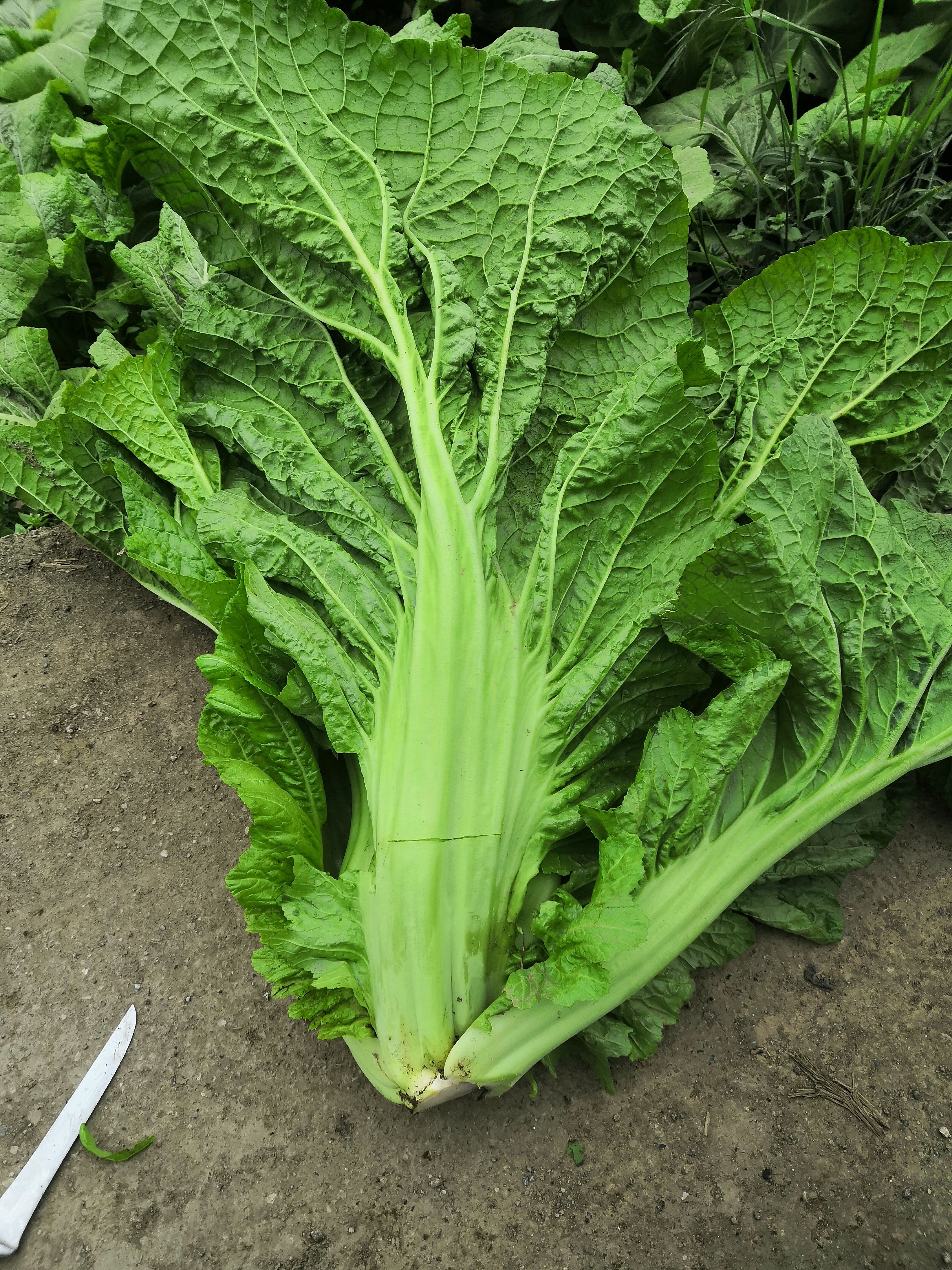 水东介菜  青菜