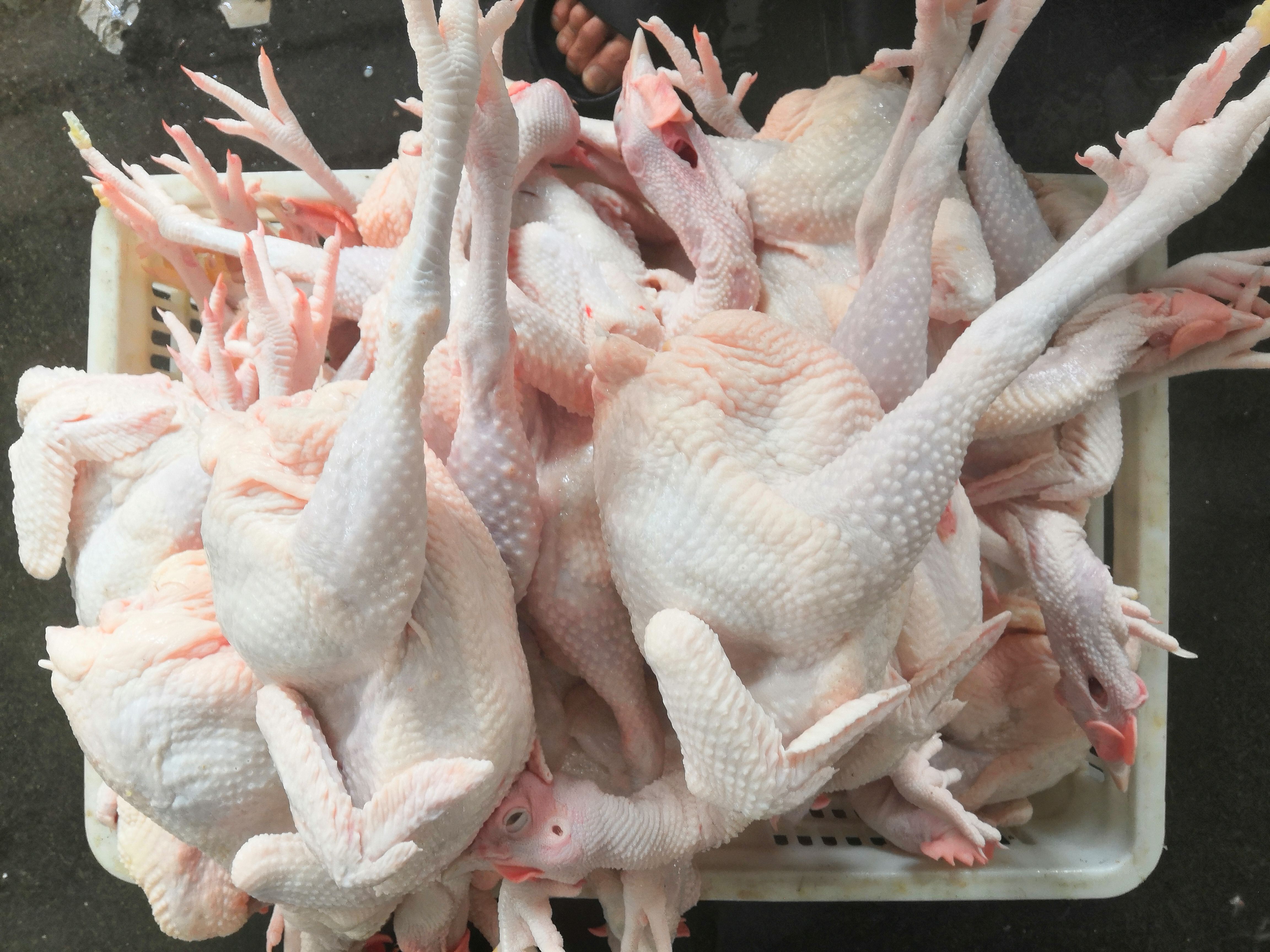 鸡肉    每天现杀  三黄鸡  烧鸡专用